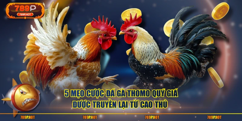 5 mẹo cược đá gà Thomo quý giá được truyền lại từ cao thủ 